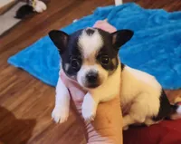 Spike, a male Chihuahua for sale in Athens, TN – 5 of 5
