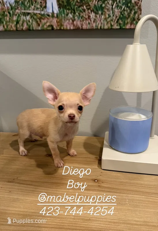 Diego (tea cup) – Chihuahua puppy for sale in Athens, TN