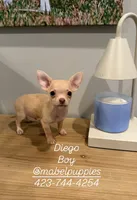 Diego , a male Chihuahua for sale in Athens, TN – 1 of 7
