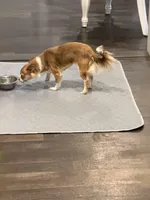 Cookie , a female Chihuahua for sale in Athens, TN – Photo 6 of 6