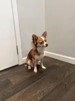 Cookie , a female Chihuahua for sale in Athens, TN – Photo 5 of 6