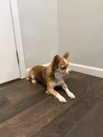 Cookie , a female Chihuahua for sale in Athens, TN – Photo 4 of 6