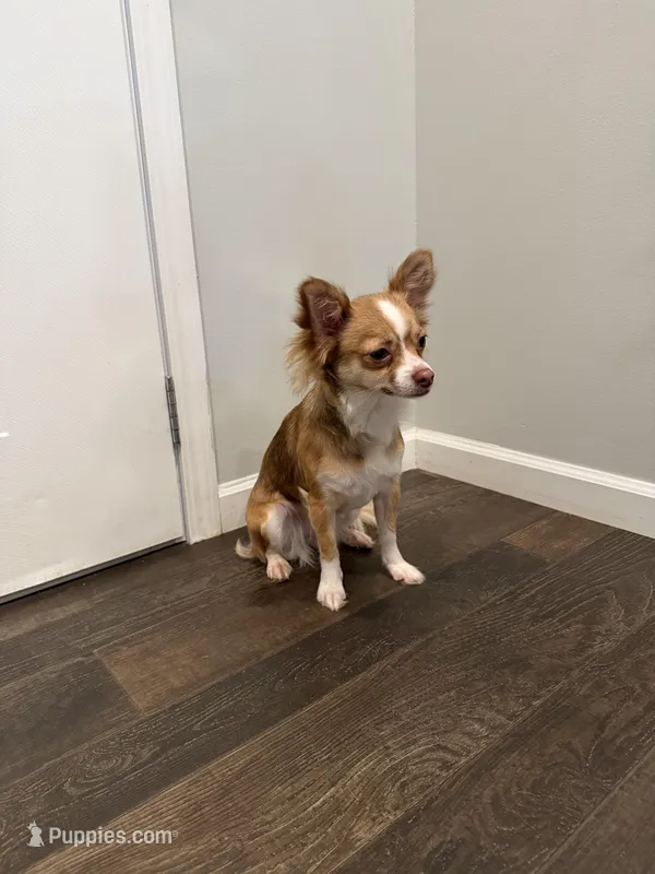 Cookie  – Chihuahua puppy for sale in Athens, TN
