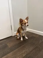 Cookie , a female Chihuahua for sale in Athens, TN – Photo 3 of 6