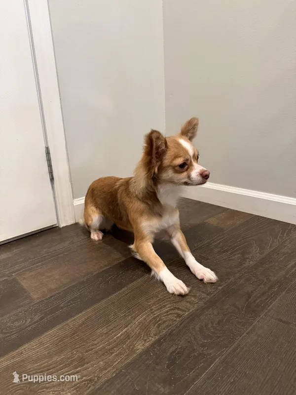 Cookie , a female Chihuahua for sale in Athens, TN – Photo 1 of 6