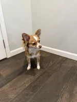 Cookie , a female Chihuahua for sale in Athens, TN – Photo 2 of 6