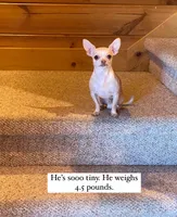 Becky is having puppies, a female Chihuahua for sale in Athens, TN – Photo 2 of 4