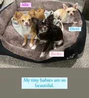 Becky is having puppies, a female Chihuahua for sale in Athens, TN – Photo 1 of 4