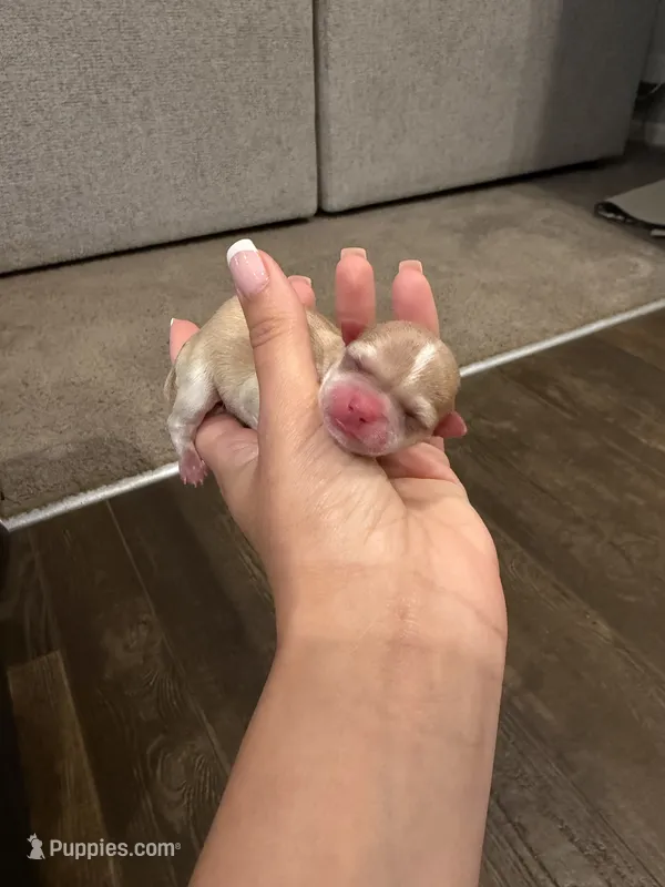 Dot – Chihuahua puppy for sale in Athens, TN