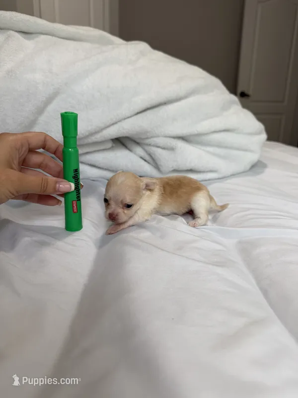 Scrat (tea cup) – Chihuahua puppy for sale in Athens, TN