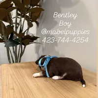 Bentley, a male Chihuahua for sale in Athens, TN – Photo 8 of 10