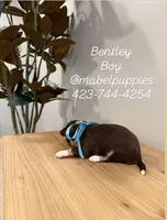 Bentley, a male Chihuahua for sale in Athens, TN – Photo 5 of 7