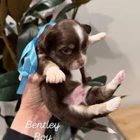 Bentley, a male Chihuahua for sale in Athens, TN – Photo 5 of 10