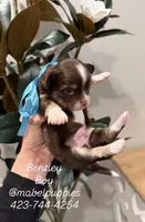 Bentley, a male Chihuahua for sale in Athens, TN – Photo 2 of 7