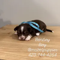 Bentley, a male Chihuahua for sale in Athens, TN – Photo 7 of 10