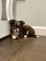 Bentley, a male Chihuahua for sale in Athens, TN – Photo 3 of 10