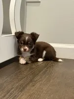 Bentley, a male Chihuahua for sale in Athens, TN – Photo 2 of 10