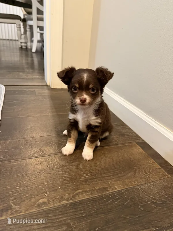 Bentley – Chihuahua puppy for sale in Athens, TN