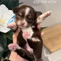 Bentley, a male Chihuahua for sale in Athens, TN – Photo 6 of 10