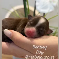 Bentley, a male Chihuahua for sale in Athens, TN – Photo 9 of 10