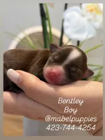 Bentley, a male Chihuahua for sale in Athens, TN – Photo 6 of 7