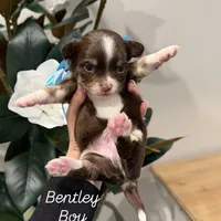 Bentley, a male Chihuahua for sale in Athens, TN – Photo 4 of 10