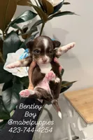 Bentley, a male Chihuahua for sale in Athens, TN – Photo 1 of 7