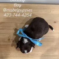 Bentley, a male Chihuahua for sale in Athens, TN – Photo 10 of 10