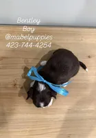 Bentley, a male Chihuahua for sale in Athens, TN – Photo 7 of 7