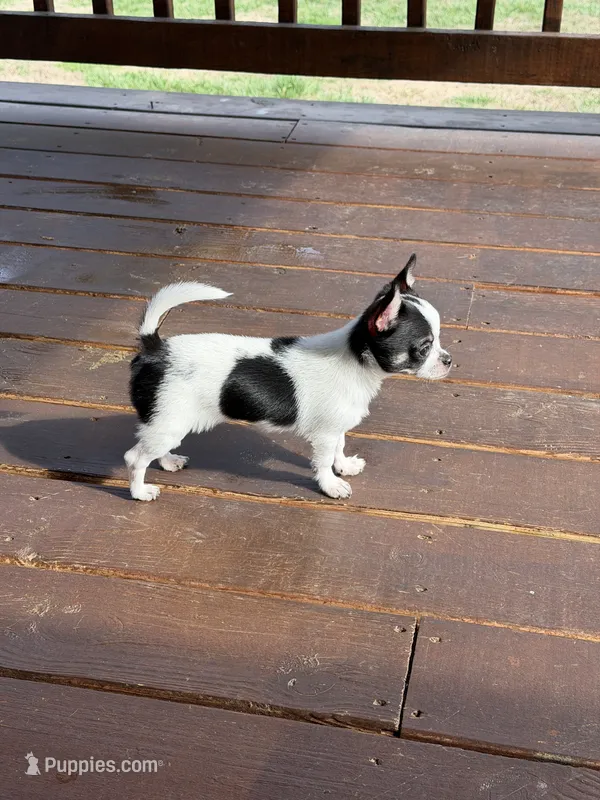 Spike – Chihuahua puppy for sale in Athens, TN
