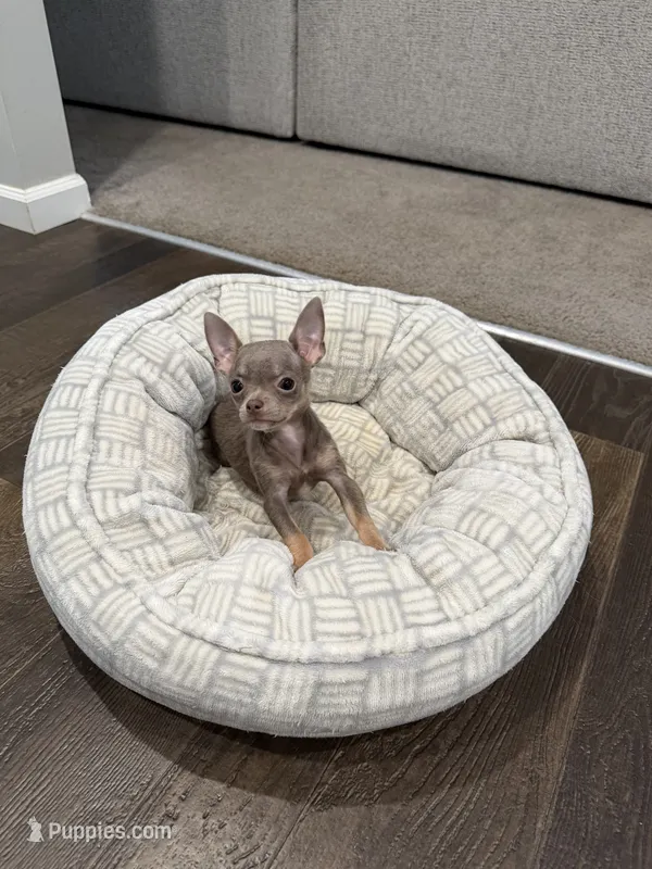 Tiffany Tea Cup – Chihuahua puppy for sale in Athens, TN