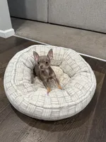 Tiffany Tea Cup, a female Chihuahua for sale in Athens, TN – 1 of 10