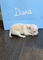 Duke, a male Chihuahua for sale in Athens, TN – 6 of 10