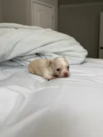 Sid (small puppy), a male Chihuahua for sale in Athens, TN – 2 of 7