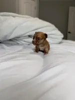 Manny the Mammoth (small puppy), a male Chihuahua for sale in Athens, TN – 2 of 7