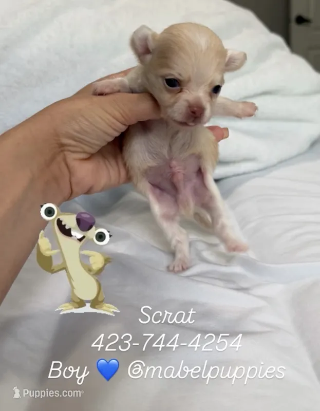 Scrat (tea cup) – Chihuahua puppy for sale in Athens, TN