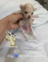 Scrat (tea cup), a male Chihuahua for sale in Athens, TN – 3 of 10