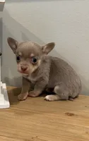 Rocky (medium size), a male Chihuahua for sale in Athens, TN – 1 of 10