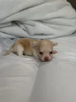 Scrat (tea cup), a male Chihuahua for sale in Athens, TN – 4 of 10