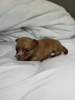 Manny the Mammoth (small puppy), a male Chihuahua for sale in Athens, TN – 3 of 7
