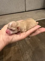 Dot, a female Chihuahua for sale in Athens, TN – 2 of 5