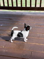 Spike, a male Chihuahua for sale in Athens, TN – 2 of 5