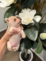 Dot (small puppy) , a female Chihuahua for sale in Athens, TN – 2 of 8
