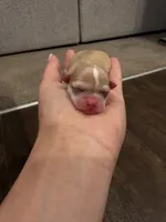 Dot, a female Chihuahua for sale in Athens, TN – 3 of 5