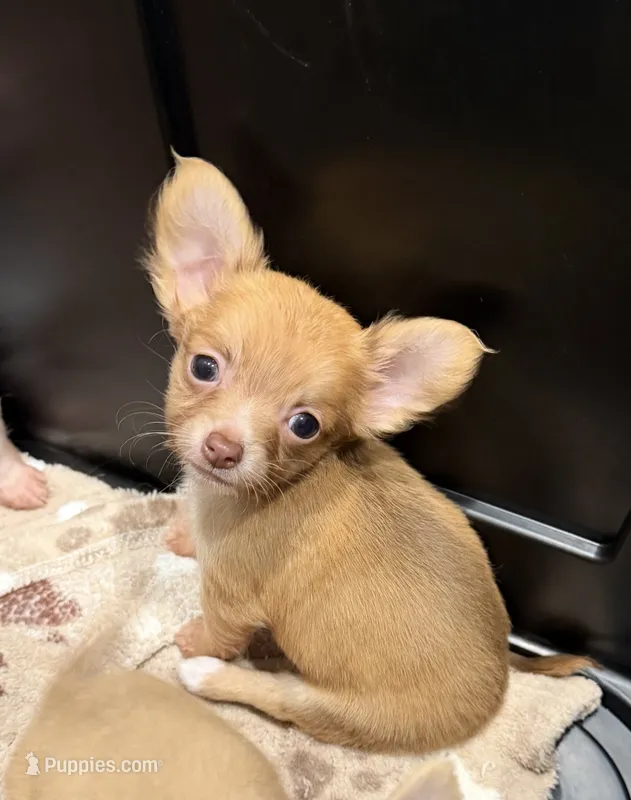 Manny the Mammoth (small puppy) – Chihuahua puppy for sale in Athens, TN