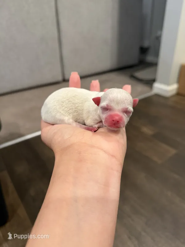 Wakko – Chihuahua puppy for sale in Athens, TN