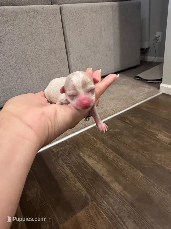 Yakko – Chihuahua puppy for sale in Athens, TN
