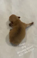 Diego, a male Chihuahua for sale in Athens, TN – 3 of 3