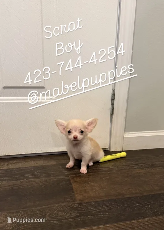 Scrat (tea cup) – Chihuahua puppy for sale in Athens, TN