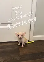 Scrat (tiny pup), a male Chihuahua for sale in Athens, TN – 1 of 10